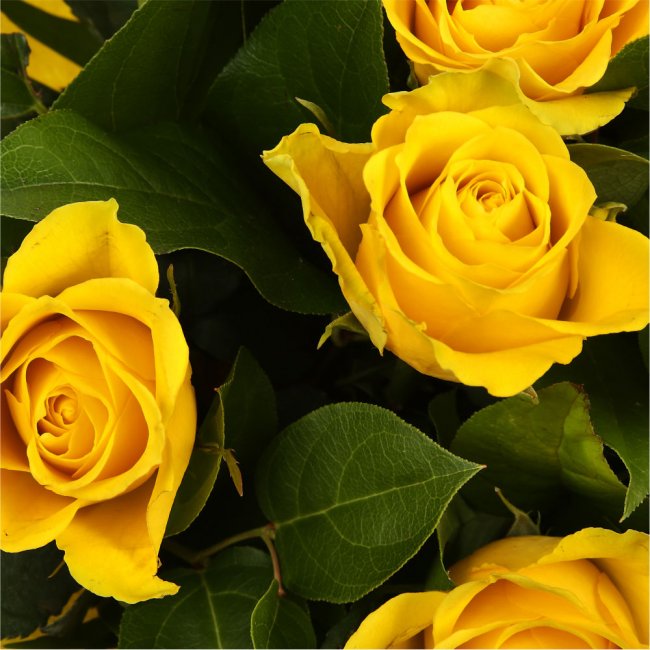 12 Luxury Yellow Roses Bouquet – Delightful Flora