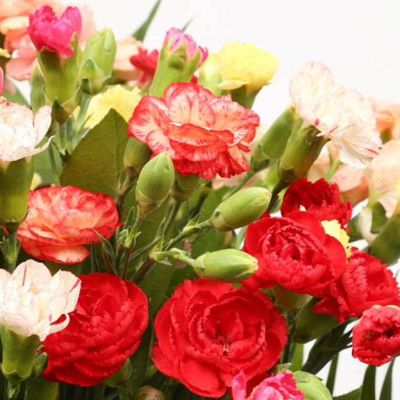 delightful-flora-greeting-cards-for-all-occasions-great-value-cards-add